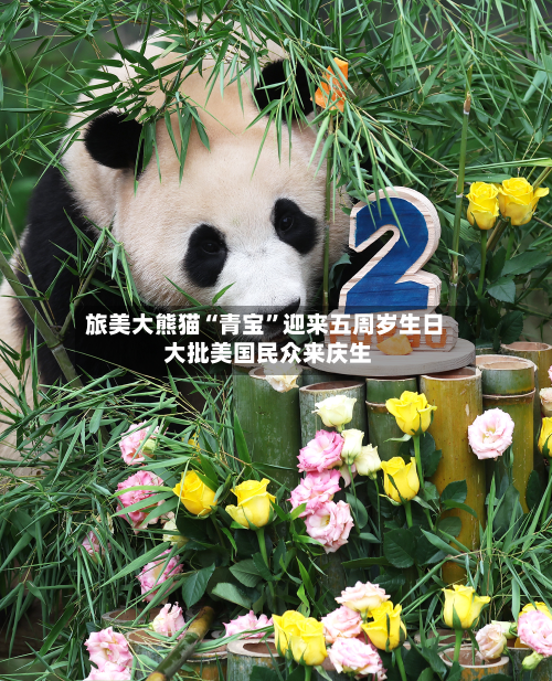 旅美大熊猫“青宝”迎来五周岁生日 大批美国民众来庆生-第1张图片